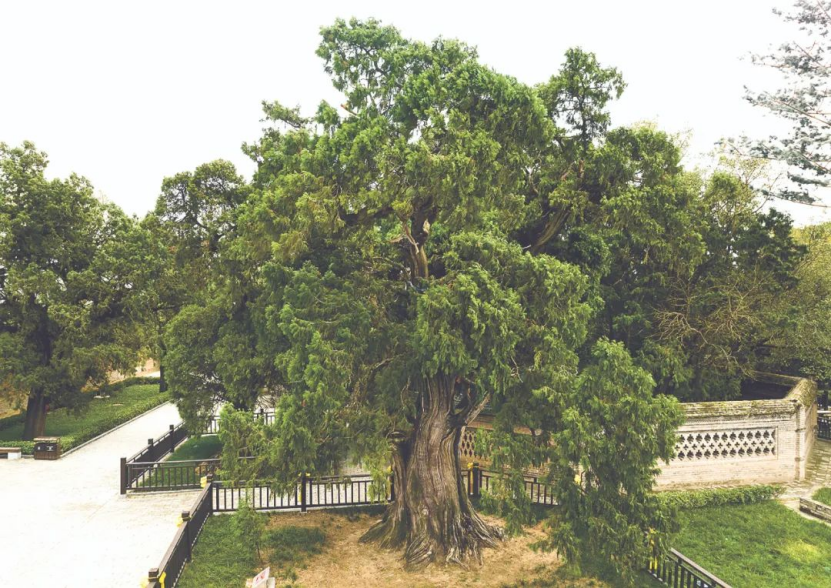 illennium-old trees 