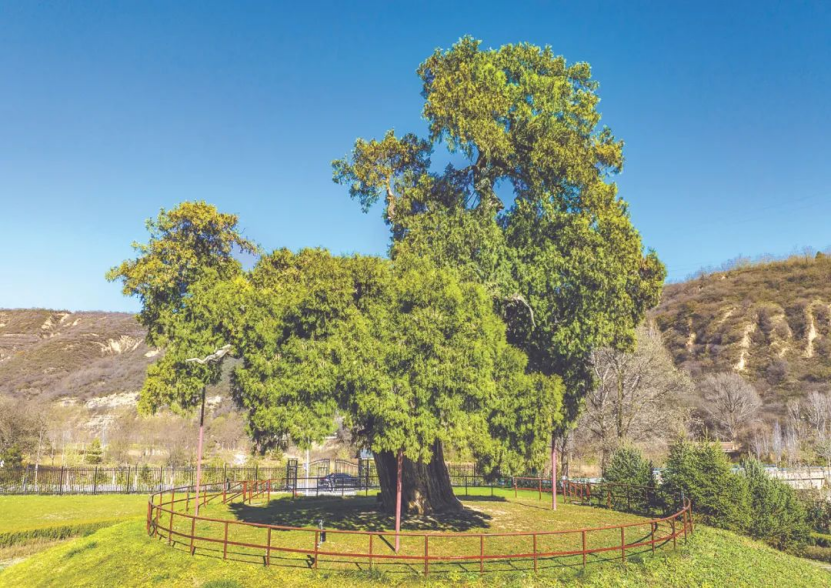 illennium-old trees in Shaanxi麻将胡了2试玩网站探秘陕西5株千年古树｜Visit 5 m(图3)