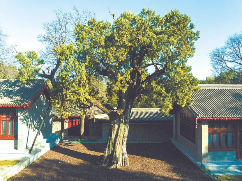 illennium-old trees in Shaanxi麻将胡了2试玩网站探秘陕西5株千年古树｜Visit 5 m(图2)